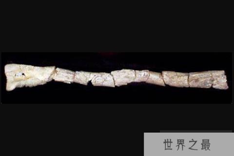 彩蛇龙(Caihong)：体长2米的双足食肉恐龙，化石仅一根胫骨