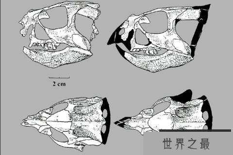 喇嘛角龙(Lamaceratops)：长着三角头盾的小型植食恐龙