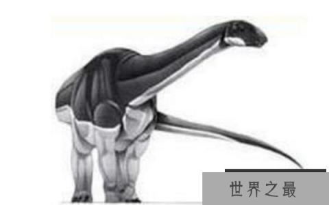 巧龙(Bellusaurus)：新疆小型食草恐龙，距今1.63亿年前