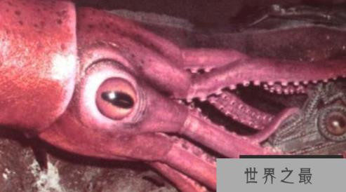 世界最大乌贼：大王酸浆鱿（巨枪乌贼），长15米/重400公斤(图2)