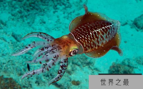 乌贼图片大全大图，各种乌贼图片让你大饱眼福(图2)