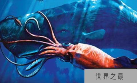 乌贼图片大全大图，各种乌贼图片让你大饱眼福(图3)