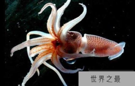 乌贼图片大全大图，各种乌贼图片让你大饱眼福(图4)