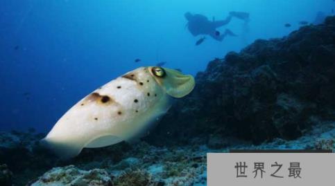 乌贼图片大全大图，各种乌贼图片让你大饱眼福(图5)