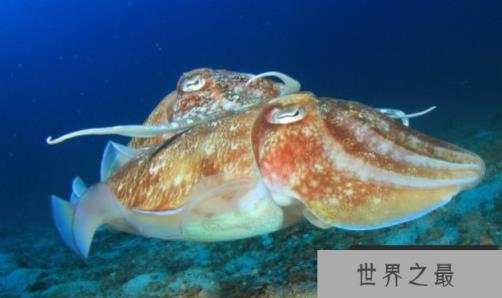 乌贼图片大全大图，各种乌贼图片让你大饱眼福(图6)