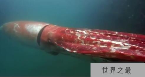 深海巨型乌贼，长相怪异的大王乌贼(体长达20米)