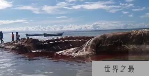 深海巨型乌贼，长相怪异的大王乌贼(体长达20米)