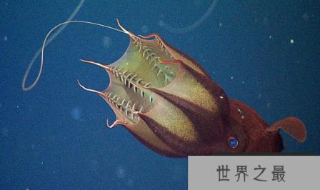 吸血鬼乌贼不吸血不吃人，蓝宝石般的大眼睛，身体会发光(图1)