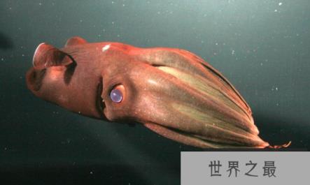 吸血鬼乌贼不吸血不吃人，蓝宝石般的大眼睛，身体会发光(图2)