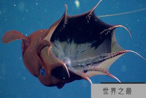 吸血鬼乌贼不吸血不吃人，蓝宝石般的大眼睛，身体会发光(图3)