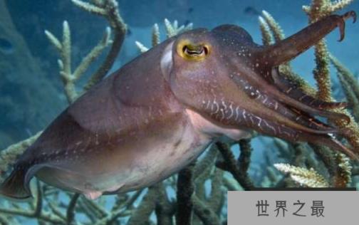 盘点深海大乌贼，大王乌贼最神秘，巨枪乌贼最庞大(图1)