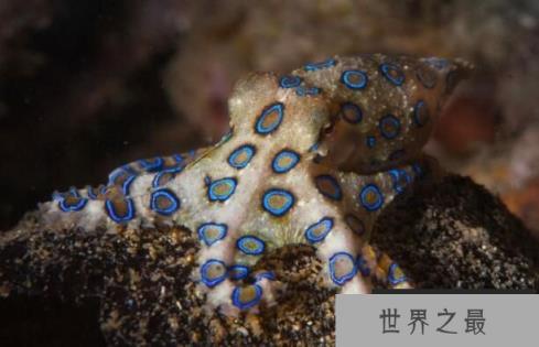 蓝环章鱼有多毒，一滴毒液秒杀十多人，遇到它躲着走