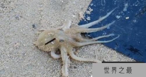 神秘的沼泽章鱼，生活在沼泽中的未来新生物