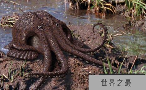 神秘的沼泽章鱼，生活在沼泽中的未来新生物