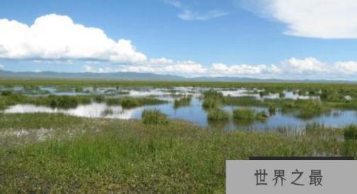 神秘的沼泽章鱼，生活在沼泽中的未来新生物