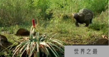 神秘的沼泽章鱼，生活在沼泽中的未来新生物