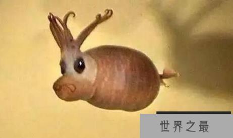 可爱小猪章鱼，身体透明会发光，长得像小猪萌翻众人