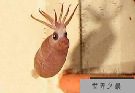 可爱小猪章鱼，身体透明会发光，长得像小猪萌翻众人