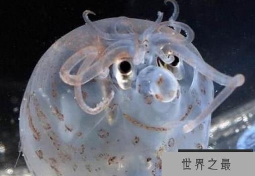 可爱小猪章鱼，身体透明会发光，长得像小猪萌翻众人