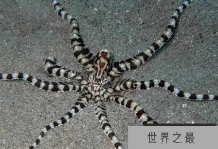 顶级伪装高手拟态章鱼，海洋中最会变色的章鱼
