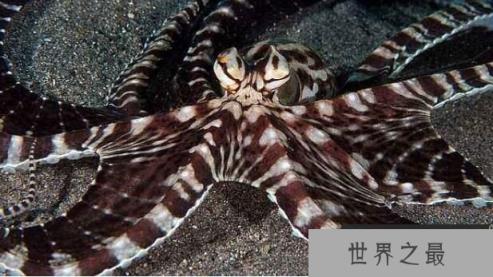 顶级伪装高手拟态章鱼，海洋中最会变色的章鱼