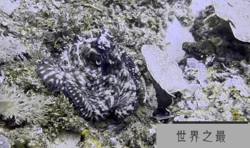 顶级伪装高手拟态章鱼，海洋中最会变色的章鱼