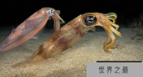 乌贼的种类有哪些，乌贼的物种分类(图1)