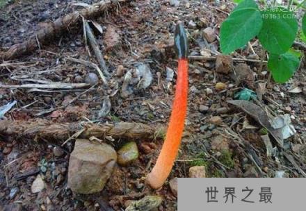 世界上最臭的蘑菇(红鬼笔)：带着鸡屎粘液的菌男人们都争着吃