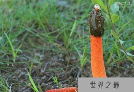 世界上最臭的蘑菇(红鬼笔)：带着鸡屎粘液的菌男人们都争着吃