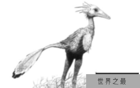 中国鸟脚龙：最小的肉食性恐龙（长1.1米/早白垩世肉食恐龙）