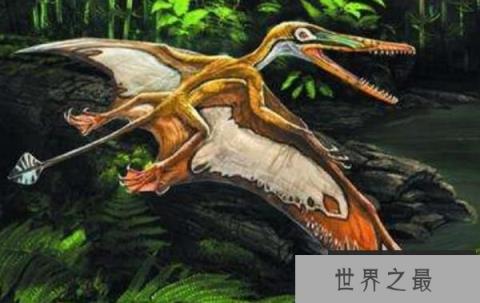 【喙嘴龙：最早的翼龙（体长1-2米/体重10公斤）】图2