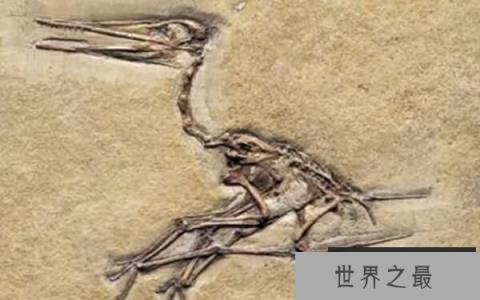 【喙嘴龙：最早的翼龙（体长1-2米/体重10公斤）】图3