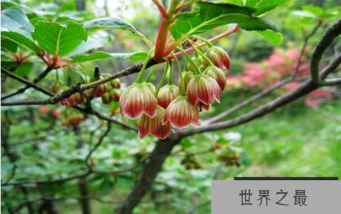 会发光的树灯笼树，叶子自燃发出冷光似灯笼（图1）