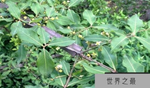 长翅膀的树：枝上长“羽毛”，形似翅膀（图1）