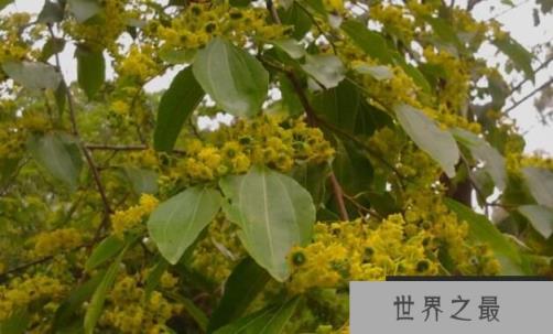 神奇的铜钱树：果实长得像铜钱，财气冲天（图1）