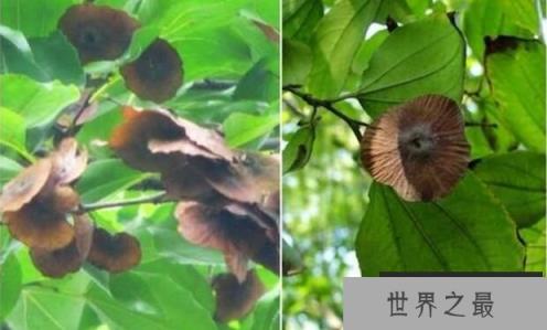 神奇的铜钱树：果实长得像铜钱，财气冲天（图3）