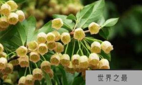 奇特的羽毛球树,个头不高,结满酷似羽毛球的果实(图1)