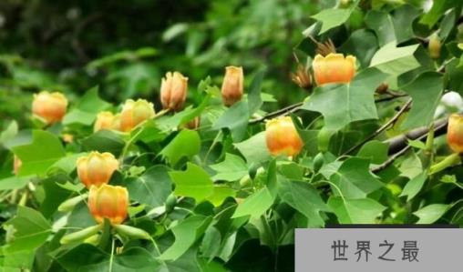 马褂木:又称鹅掌楸,像马褂,又似鹅掌(图1)