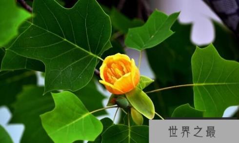 马褂木:又称鹅掌楸,像马褂,又似鹅掌(图2)