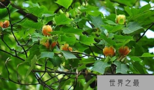 马褂木:又称鹅掌楸,像马褂,又似鹅掌(图3)