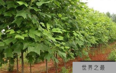 马褂木:又称鹅掌楸,像马褂,又似鹅掌(图4)