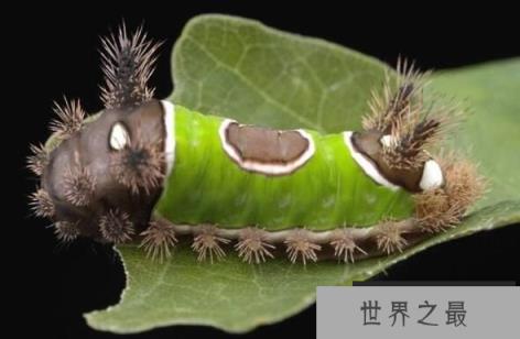 有毒的毛毛虫毒性惊人，毛毛虫可致人死亡(3)