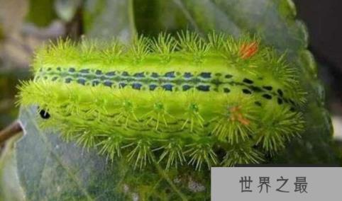 有毒的毛毛虫毒性惊人，毛毛虫可致人死亡(1)