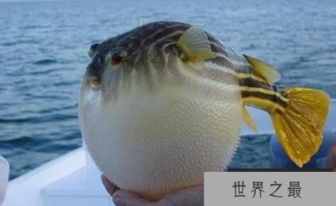 味美的河豚鱼毒性大,一言不合毒你没商量(1)