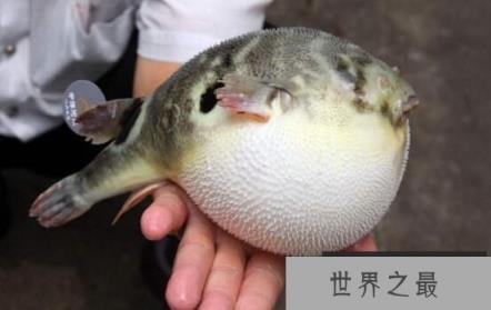 味美的河豚鱼毒性大,一言不合毒你没商量(2)