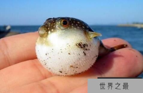 味美的河豚鱼毒性大,一言不合毒你没商量(3)