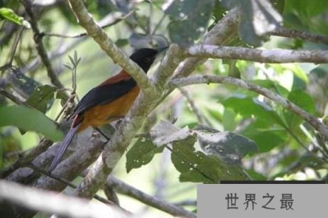 毒鸟之王林鵙鹟:皮肤与羽毛均带毒液(2)