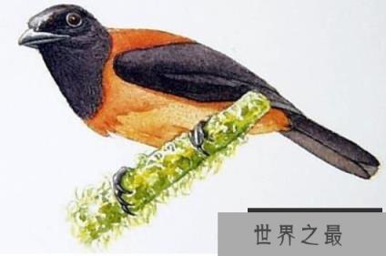 毒鸟之王林鵙鹟:皮肤与羽毛均带毒液(3)