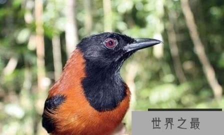 毒鸟之王林鵙鹟:皮肤与羽毛均带毒液(4)