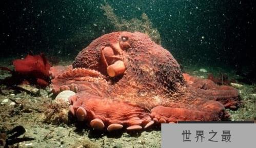 世界最大章鱼：北太平洋巨型章鱼，重71kg，会隐身寿命短